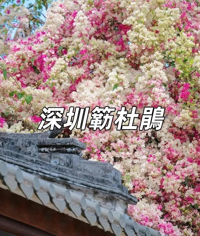 深圳賞花2026】5個必睇深圳三角梅簕杜鵑景點，附交通、地址、賞花時間