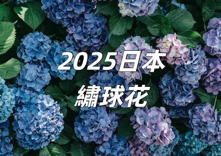 【日本繡球花2025】繡球花季賞花景點大盤點！絕景賞花地圖&花期預測全攻略！