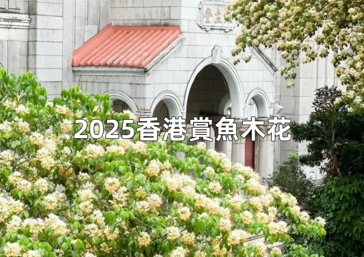 【魚木花2025香港賞花】2025香港賞魚木花全攻略！花期預測+攝影指南+秘境景點地圖指南大全