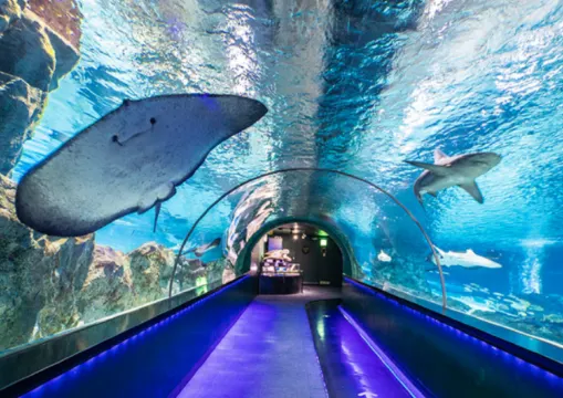 [코엑스 아쿠아리움] 서울 강남 실내 데이트 코스 추천! 입장권 가격부터, 관람시간, 주차까지! 비오는 날 아이와 가볼만한 곳