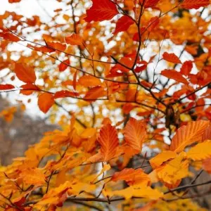 🍁2026 최신 단풍 예측 공개｜국내 단풍 명소 BEST 10·단풍 절정 시기 총정리