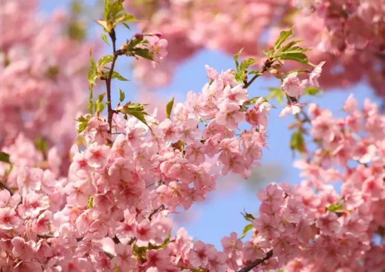 [2026 대만 벚꽃] 양명산 등 대만 지역별 벚꽃 명소 추천 BEST 12 🌸 + 벚꽃 개화 시기, 대만 벚꽃 종류 총정리