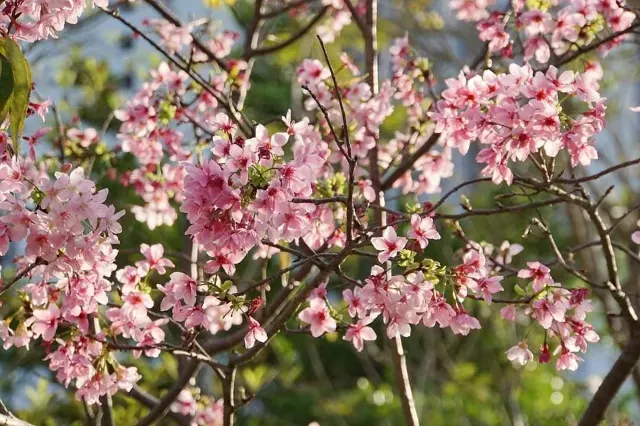 櫻花