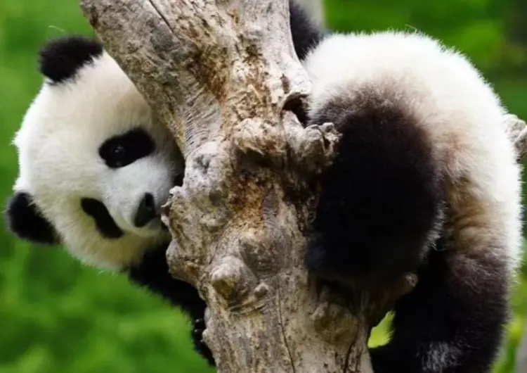 When Is the Best Time to Visit Sichuan?