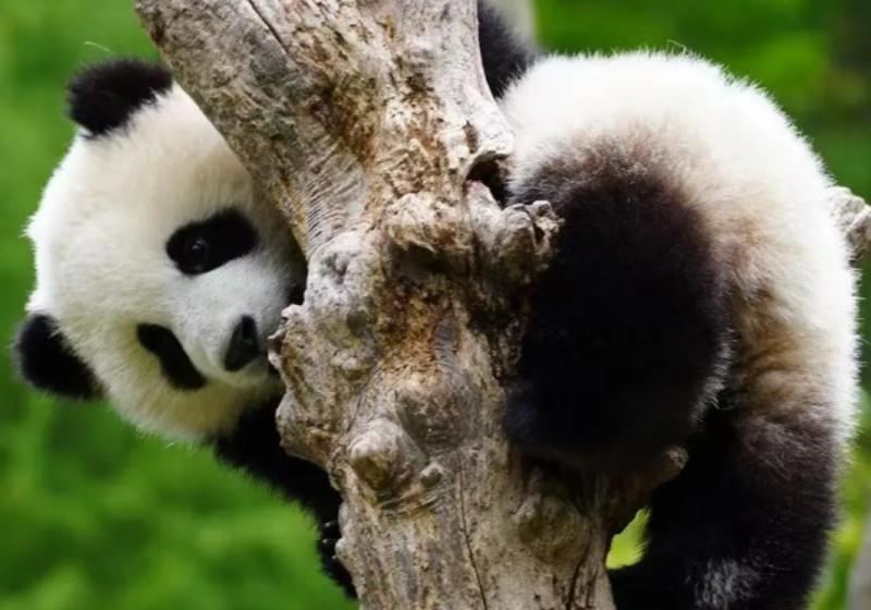 When Is the Best Time to Visit Sichuan?