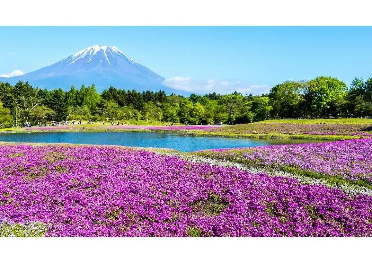 【富士山ゴールデンウィーク2025】富士山の穴場スポットやGWイベント、雨の日も安心の室内スポットが満載！富士山への旅を完全ガイド