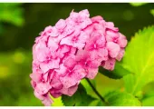 【京都あじさい】梅雨を彩る紫陽花の名所から穴場スポット10選！見頃・アクセス情報を全紹介