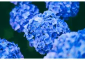 【関東あじさい2025】紫陽花の名所10選！開花予想と絶景スポットを徹底ガイド