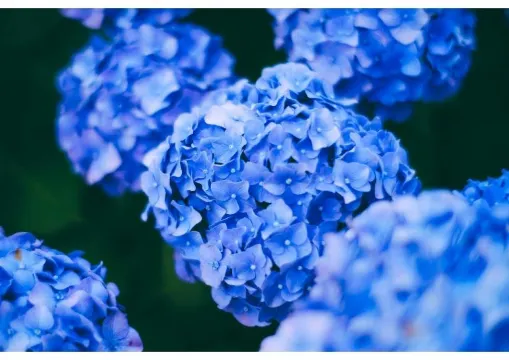 【関東あじさい2025】紫陽花の名所10選!開花予想と絶景スポットを徹底ガイド