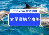 【2026宜蘭賞鯨攻略】烏石港出海、登龜山島牛奶海,最佳季節與費用一次看!