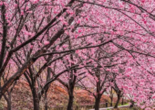 2026台灣櫻花季攻略|精選7大最佳賞櫻景點推薦