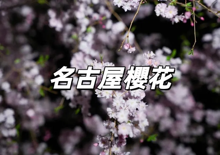 【名古屋櫻花】名古屋櫻花2026最新花期預測，3/17滿開日12大賞櫻秘境×近郊住宿攻略🌸