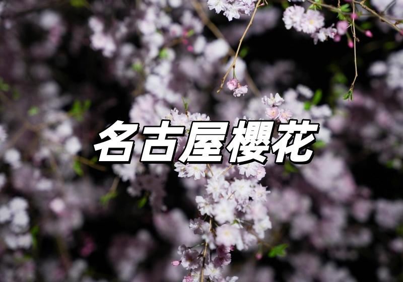 【名古屋櫻花】名古屋櫻花2026最新花期預測，3/17滿開日12大賞櫻秘境×近郊住宿攻略🌸