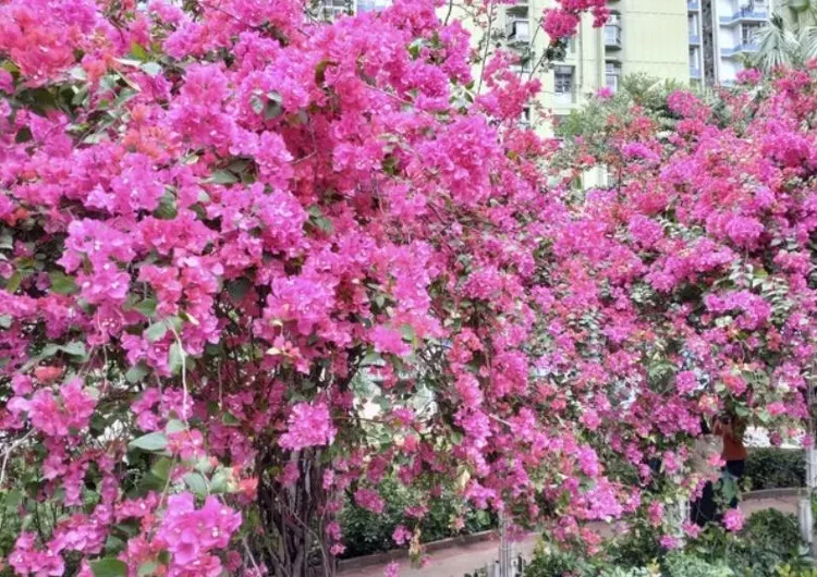 【2025香港杜鵑花季】3月杜鵑花絕美盛放！12大賞花地圖+實時花況+隱世秘境全攻略