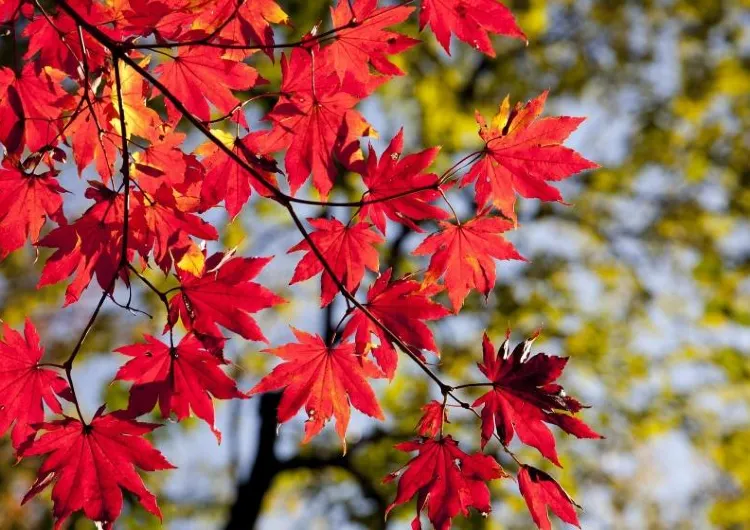 설악산 단풍 트래킹 코스 추천｜2026 절정 시기·사진 명소·여행 팁 총정리🍁