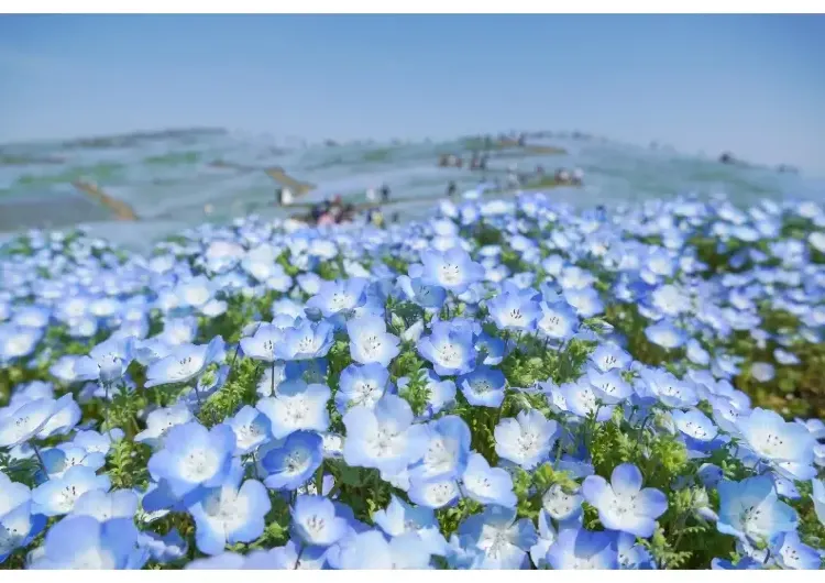 【関西イベント ゴールデンウィーク2025】関西のゴールデンウィークイベントとGW穴場を紹介！混雑を避けて楽しむ絶好の機会