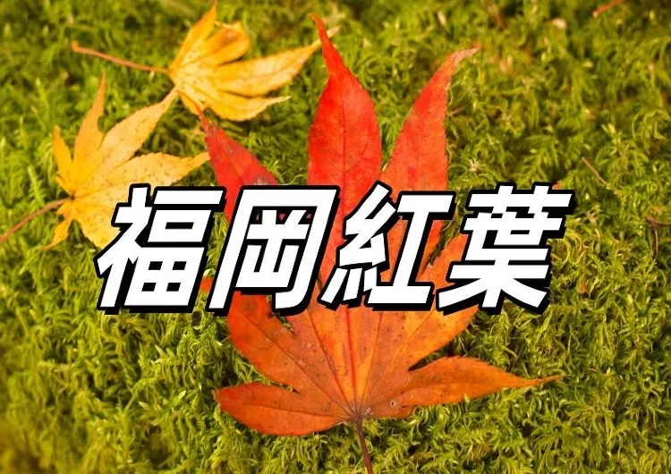 【福岡紅葉2025】福岡紅葉必賞景點!雷山千如寺、秋月城跡等10+九州紅葉美景!福岡賞楓期預測&交通資訊一文睇!