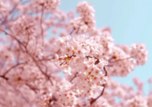 2026 벚꽃 명소 | 전국 벚꽃 개화시기와 만개시기, 벚꽃 축제 추천🌸