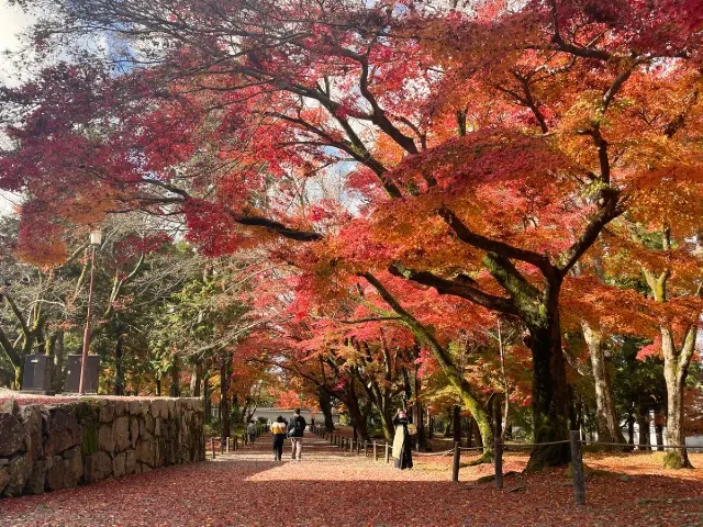 2026日本楓葉
