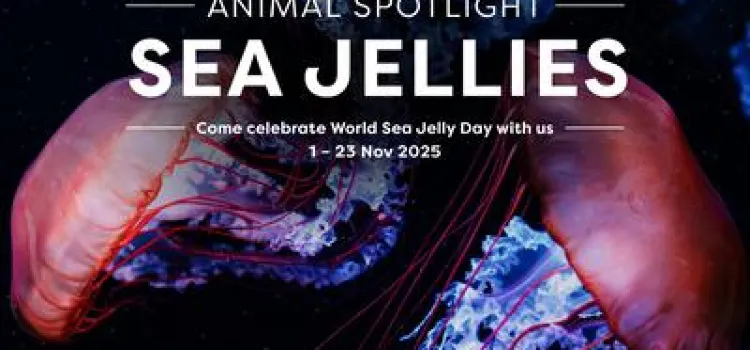 Explore Sea Jellies at Singapore Oceanarium | Trip.com