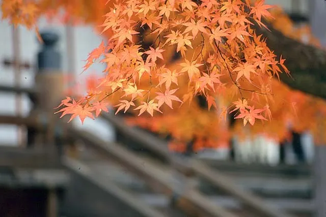 写真：秋の永観堂｜Wikimedia Commons（Fg2／Public Domain）
