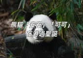 【安安可可】香港海洋公園大熊貓「安安」和「可可」首次在香港過聖誕,12月8日起正式與大家見面
