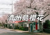 【濟州島櫻花2025】濟州島9大賞櫻景點懶人包, 韓國最早的賞櫻景點!
