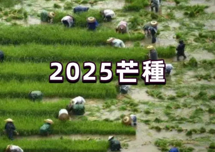 【2025芒種】2025芒種6月5日到來，5大習俗+4大禁忌全介紹，一起迎接二十四節氣的第九個節氣吧！