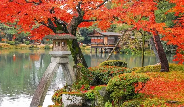北陸楓葉