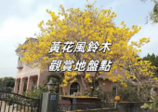 【黃花風鈴木2025】3月台灣黃花風鈴木絢爛盛放,賞花好去處一文盤點!