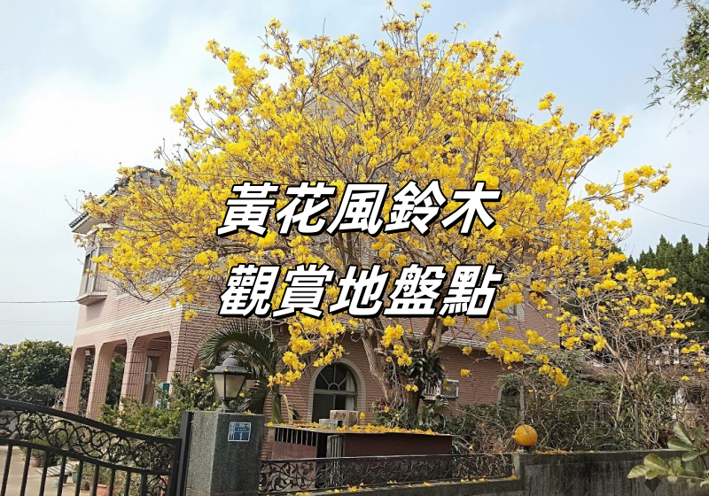 【黃花風鈴木2026】3月台灣黃花風鈴木絢爛盛放，賞花好去處一文盤點！