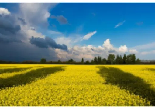 【菜の花2026】日本全国の菜の花名所30選！黄金色に輝く菜の花畑と菜の花まつりを楽しもう