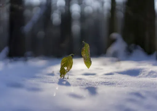 【小寒2026】冷到發抖小寒到！1/5必知開運習俗、養生暖身秘訣與飲食禁忌，讓你健康招福過好年