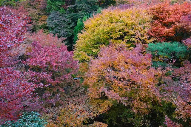 写真:紅葉の東福寺|Wikimedia Commons(Luka Peternel/CC BY-SA 4.0)