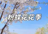 【粉蝶花花季】無限延伸的夢幻粉藍地毯!2025日本粉蝶花8大景點&花期一次看