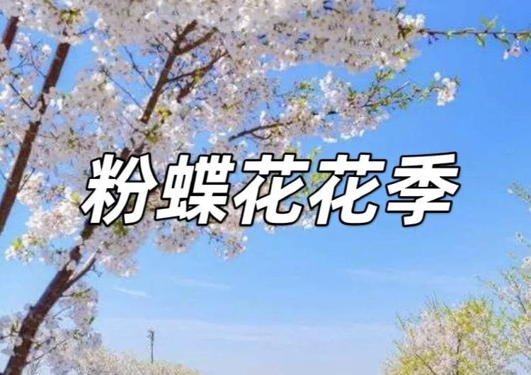【粉蝶花花季】無限延伸的夢幻粉藍地毯！2025日本粉蝶花8大景點＆花期一次看