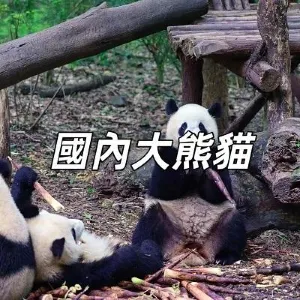 【動物園熊貓】2026 中國各地動物園熊貓游覽攻略