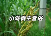 【香港小滿2026】5月21日小滿到!小滿節氣的來源、習俗、養生飲食一文睇清