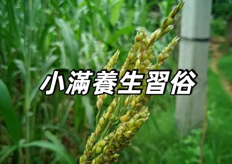 【香港小滿2026】5月21日小滿到!小滿節氣的來源、意思、習俗、小滿養生&飲食、節氣甜品&糕點一文睇清