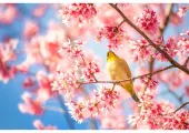 【全国の花めぐり2025】梅、桜、あじさい、ツツジなど一年通しの日本全国の花の名所を月別で徹底ガイド