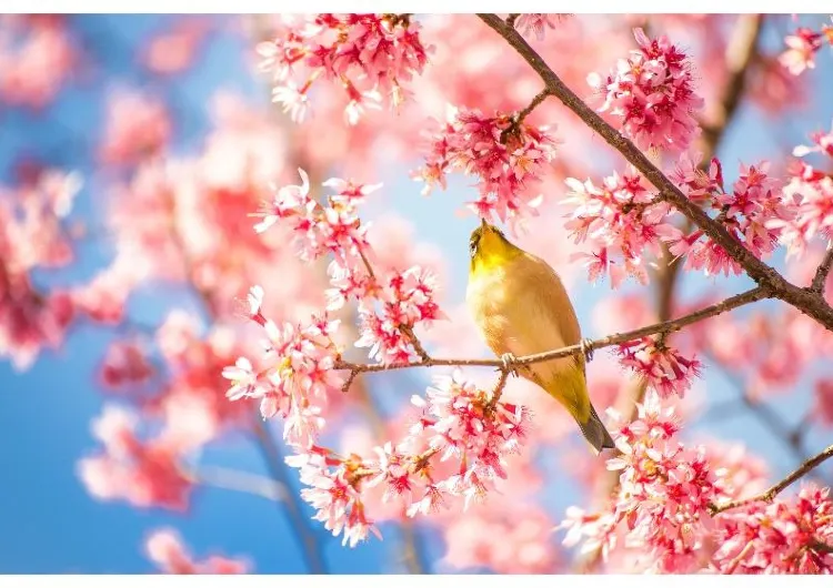 【全国の花めぐり2025】梅、桜、あじさい、ツツジなど一年通しの日本全国の花の名所を月別で徹底ガイド