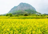 【韓國油菜花】2026春季七大韓國油菜花景點推薦！附花期與交通資訊