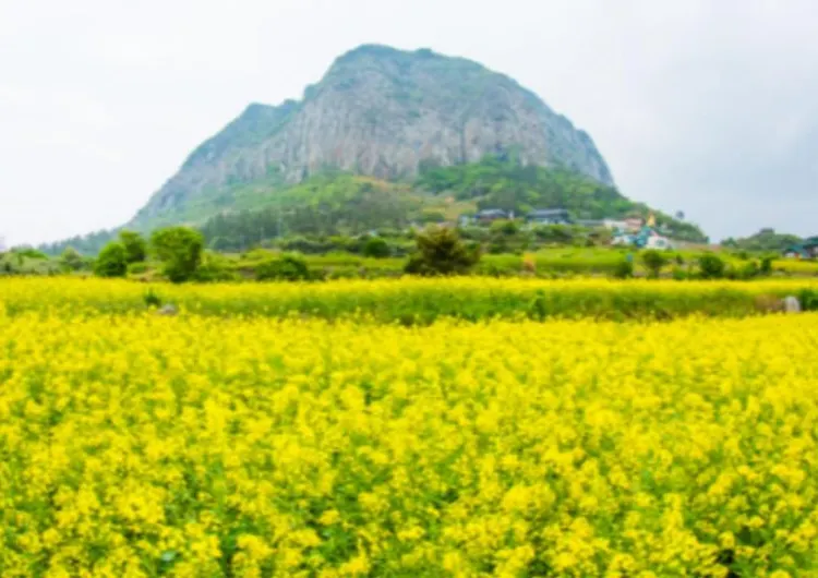 【韓國油菜花】2026春季七大韓國油菜花景點推薦!附花期與交通資訊