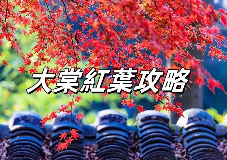 【香港紅葉攻略】2026元朗大棠紅葉一日遊詳盡指南