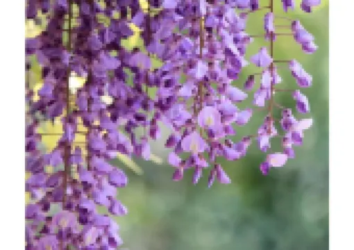 【春日部藤まつり2025】春日部藤まつり完全ガイド!ゴールデンウィークに楽しめる藤の花の絶景