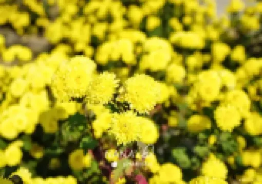 【2026重陽節】必睇！2026重陽拜拜全攻略，交通、好去處、習俗、由來、禁忌一次睇！