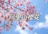 【2025阿里山櫻花季】九大賞櫻景點、花期、交通與住宿攻略,助你玩轉阿里山櫻花