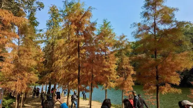 紅葉