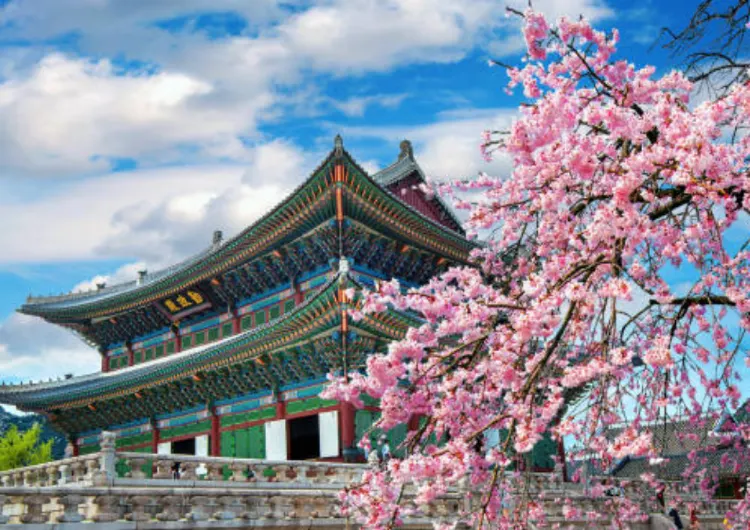 Cherry Blossom Korea 2026: Rekomendasi Hotel Terbaik