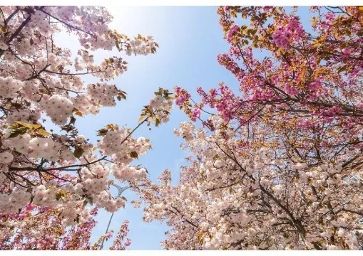 【清明2025】二十四節気「清明」とは？2025年はいつ？意味・風物詩・お盆・沖縄のシーミーとの関係